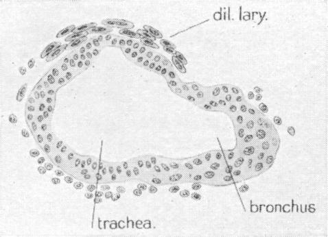 Fig. 17