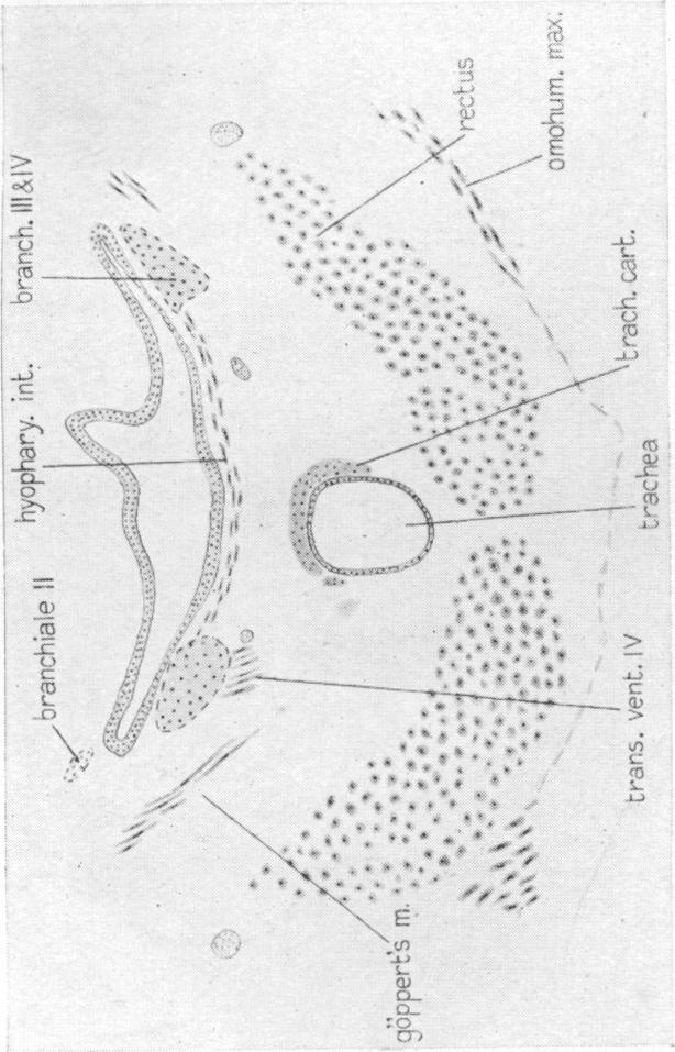 Fig. 31