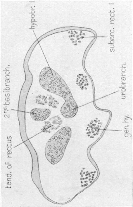 Fig. 75