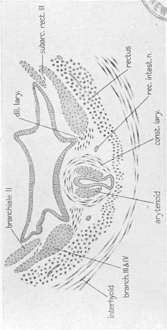 Fig. 30