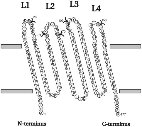 Differential Bacterial Surface Display of Peptides by the Transmembrane ...