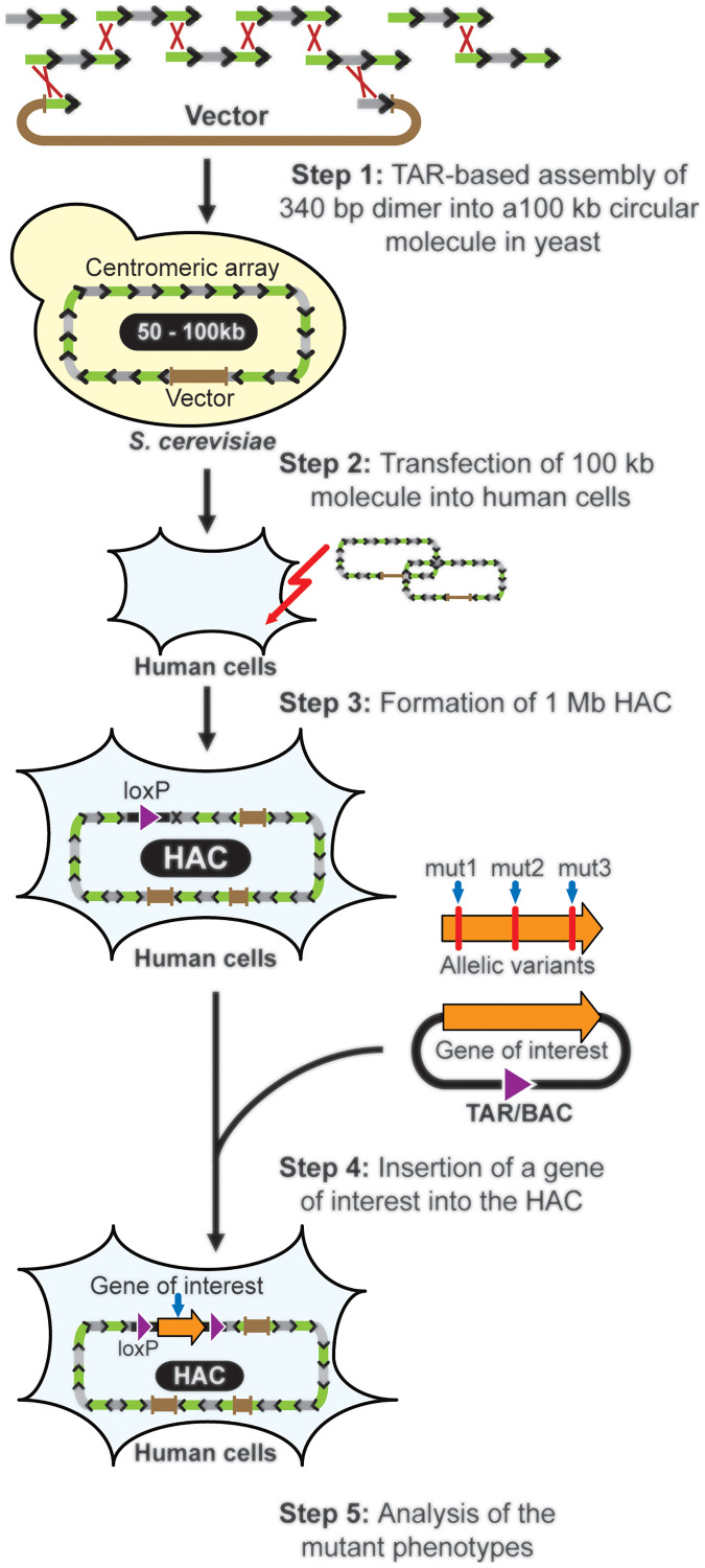 Figure 11