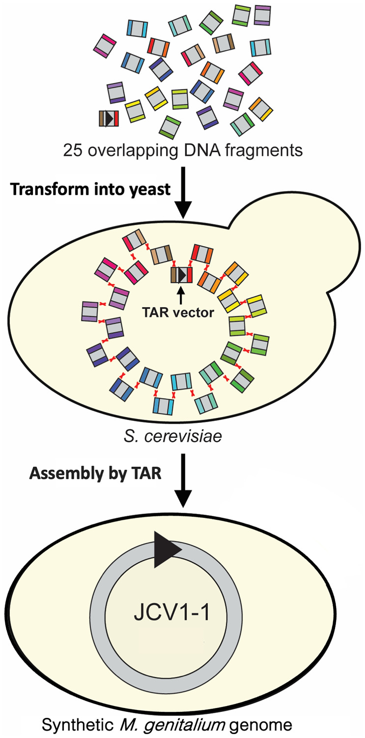 Figure 10