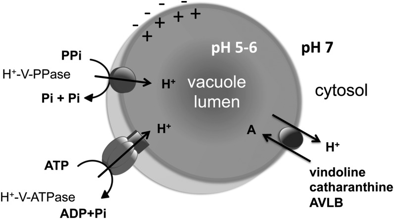 Figure 7.