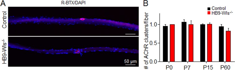 Figure 3—figure supplement 1.