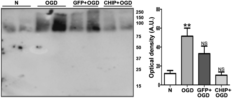 Figure 5