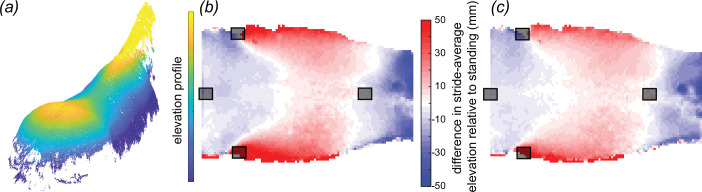 The surface of the standing horse (a) has greater curvature longitudinally (concave up) and transversely (concave down)