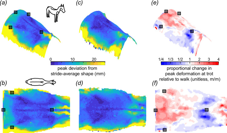 Peak deviation from stride-average shape of the equine back in trot (a,b) and walk (c,d). The deviation in walk was less than in trot