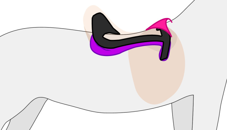 The simplified structure of an English saddle