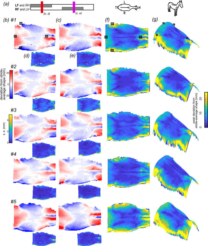 Patterns of shape change of the back in trot were consistent among horses. (a) We compared back shape at mid stance for each pair of limbs