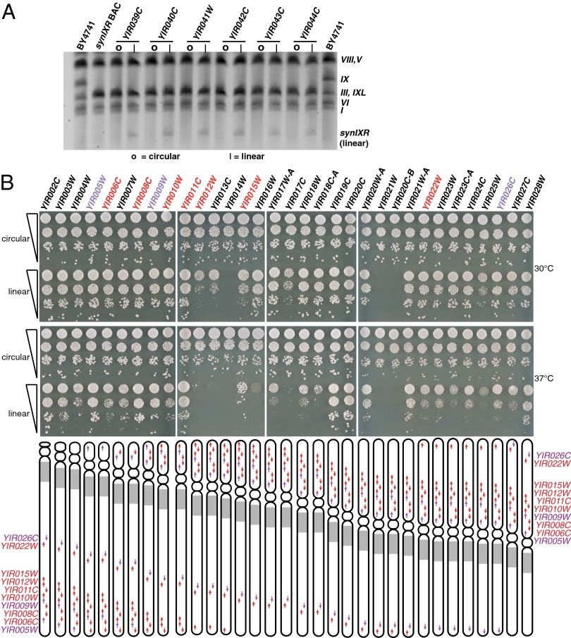 Fig. 4.