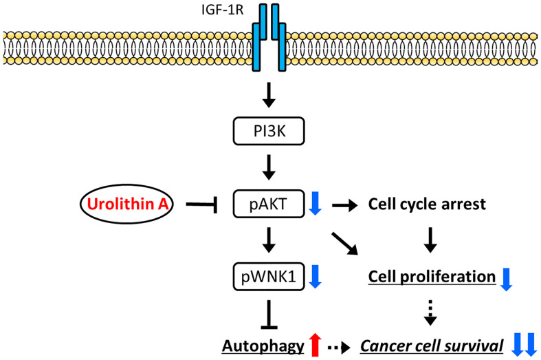 Figure 6