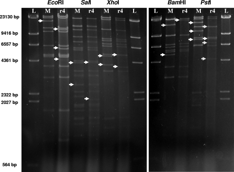 FIG. 3.