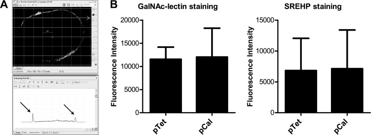 Fig 5