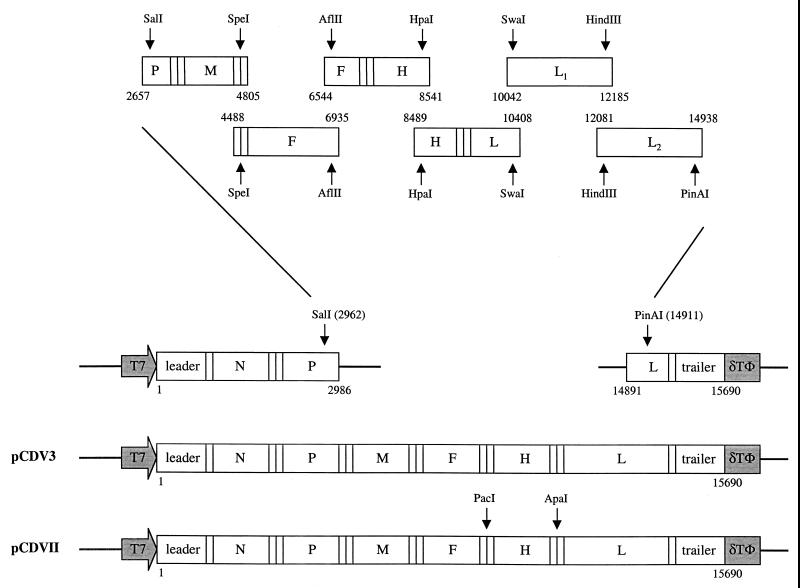 FIG. 1