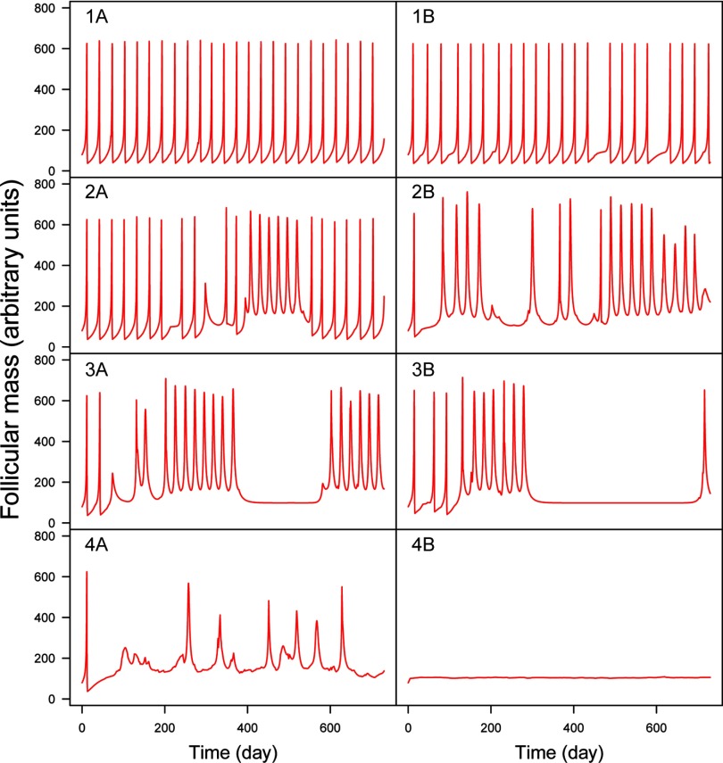 Simulated time profiles plotting follicular mass in arbitrary units (y-axis) across time (x-axis).