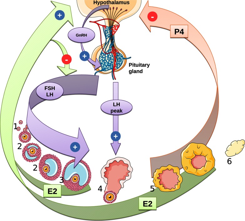 Conceptual diagram of the ovarian cycle model, showing the hormonal controls between the brain and the ovaries.