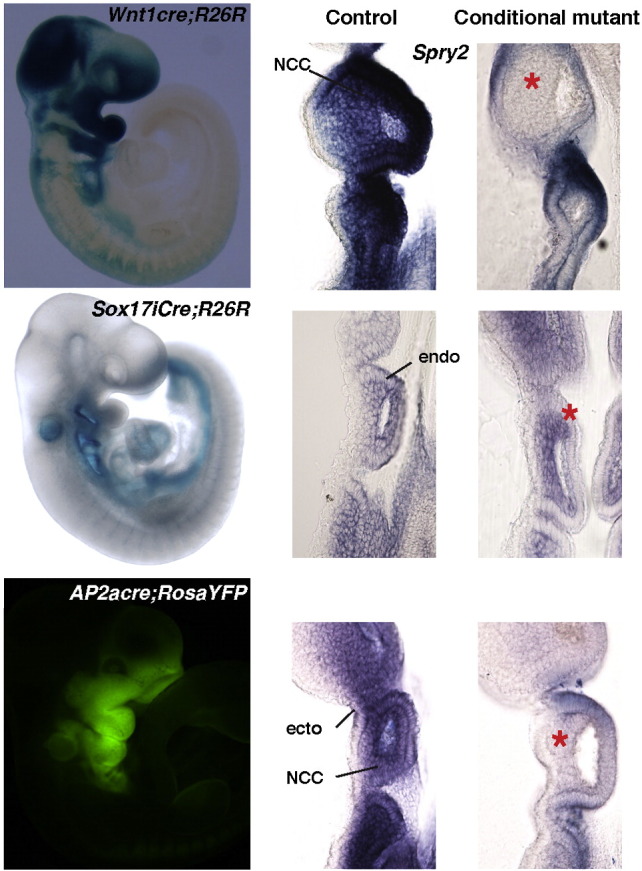 Supplementary Fig. 1. Specificity of cre lines used in this study.