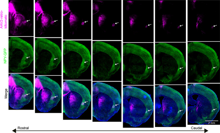 FIGURE 12