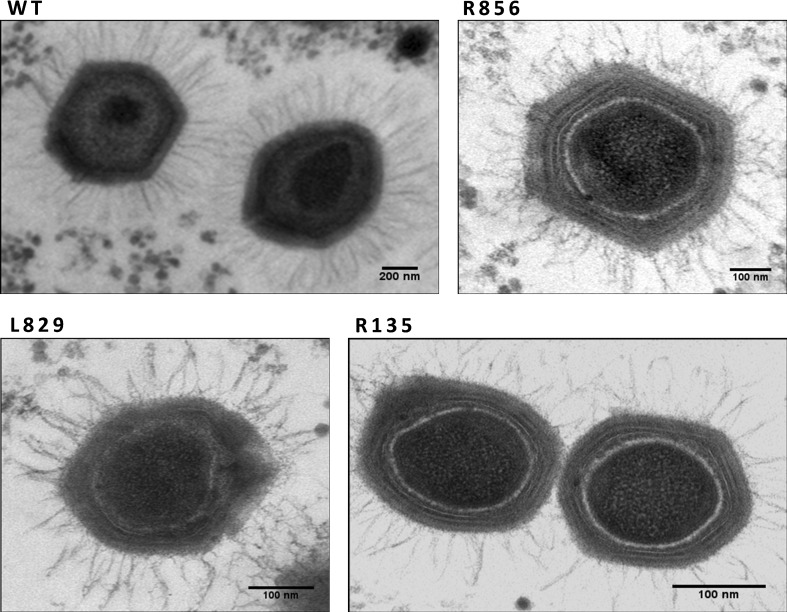 Fig. 3