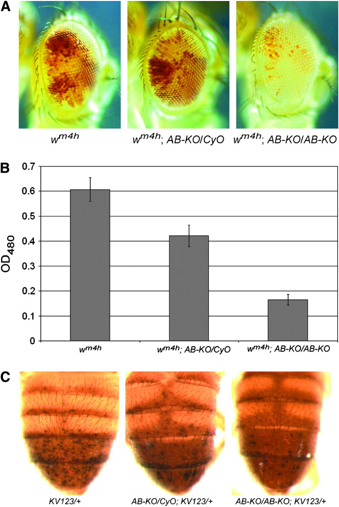 Figure 7.—