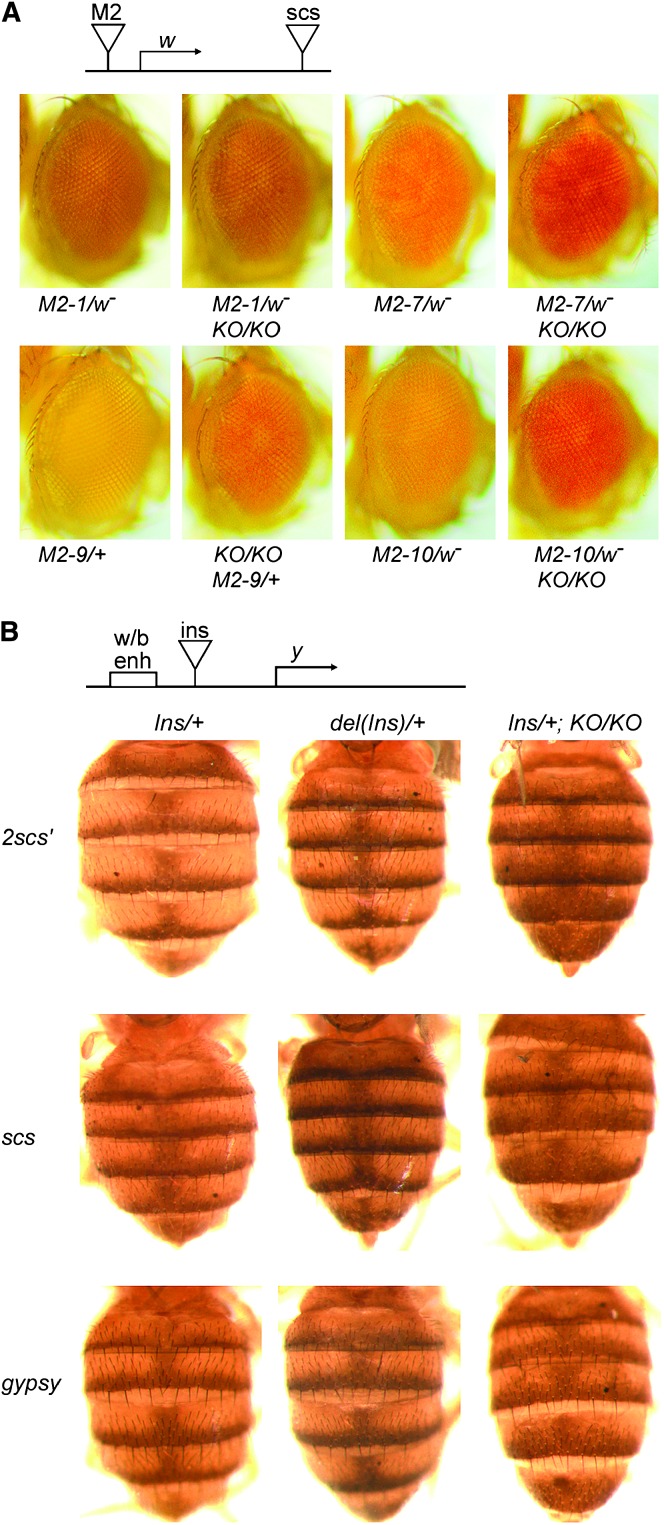 Figure 5.—