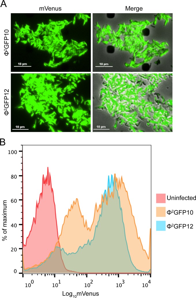 FIG 3