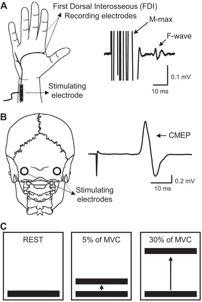 Fig. 1.