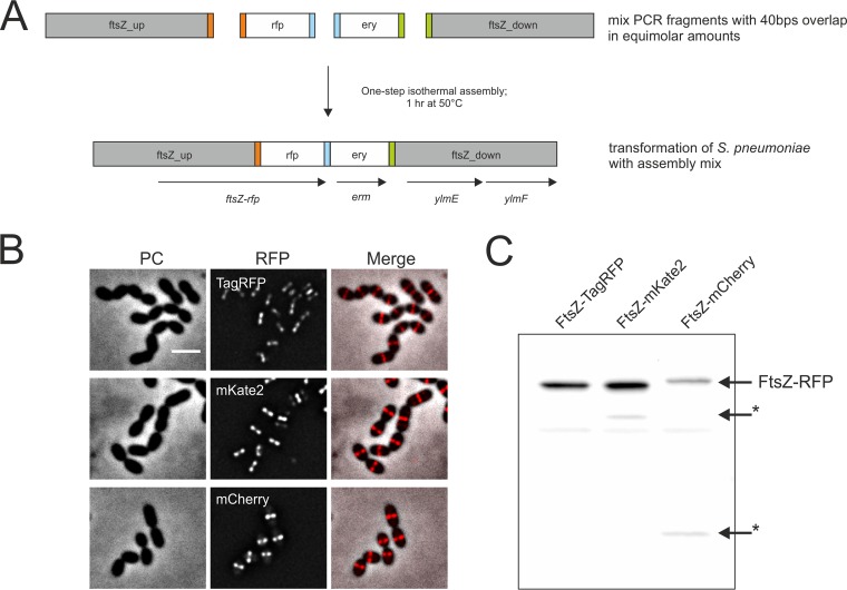 FIG 3