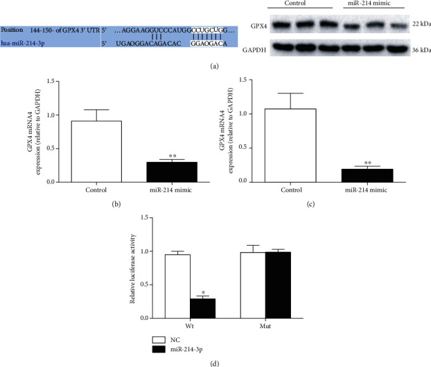 Inhibition of miR-214-3p Protects Endothelial Cells from ox-LDL-Induced ...