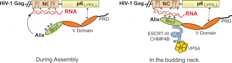 Fig 6