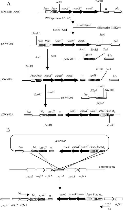 FIG. 1.