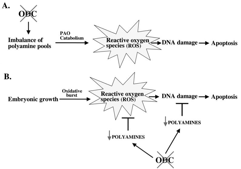 FIG. 6