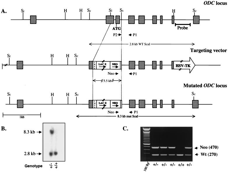 FIG. 1