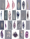 Fig. 3