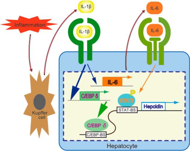 Figure 12.