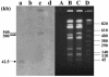 FIG. 2.