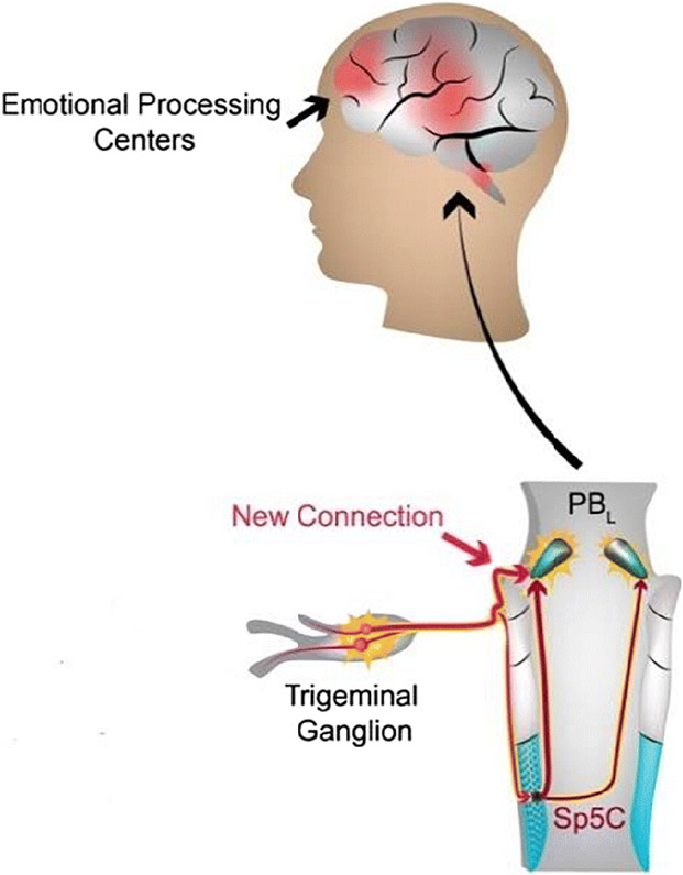 Fig. 1.