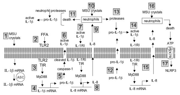 Molecular mechanisms in flares of gouty arthritis