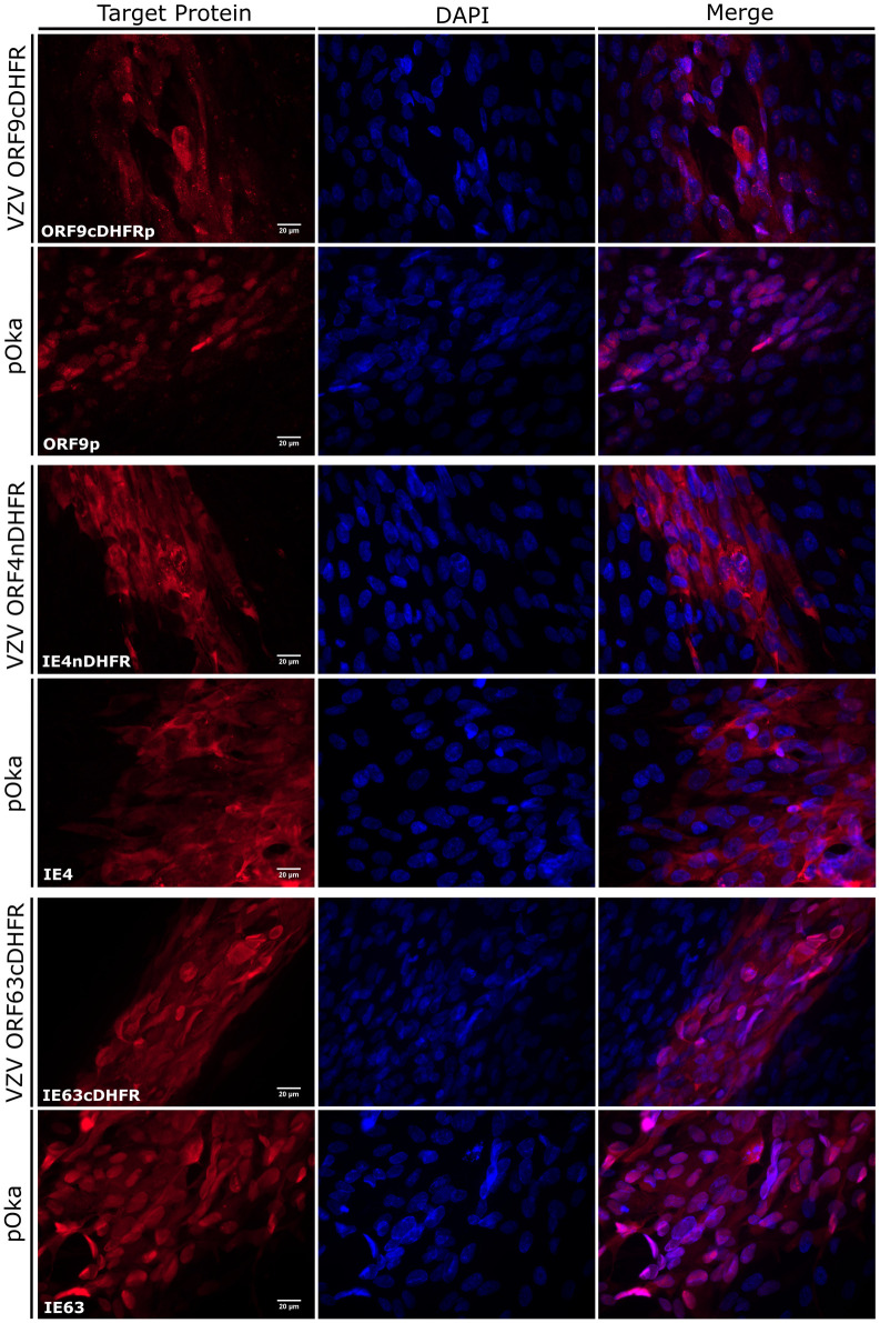 Fig 6