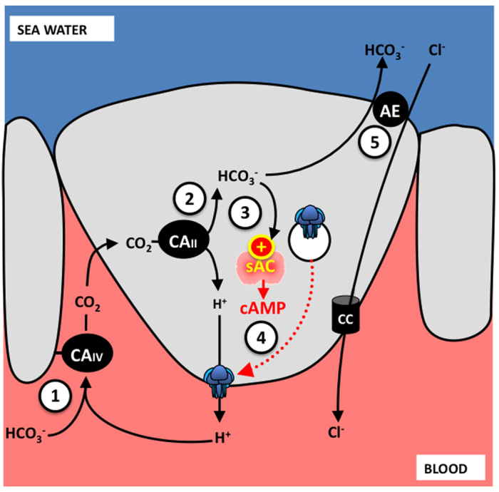 Fig. 3.