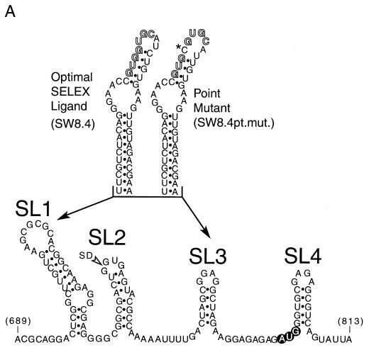 FIG. 1