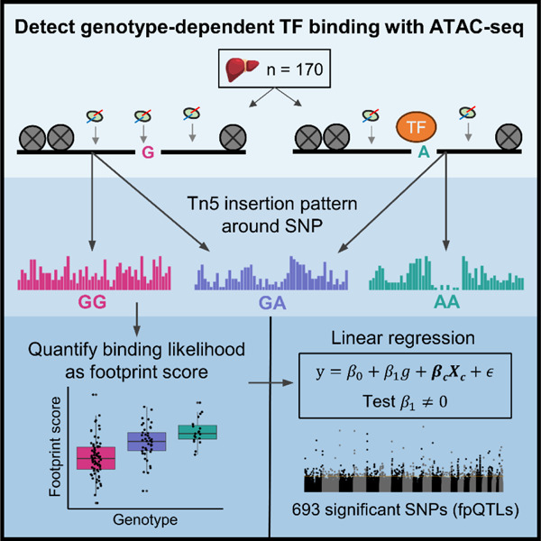 Characterization of non-coding variants associated with transcription ...