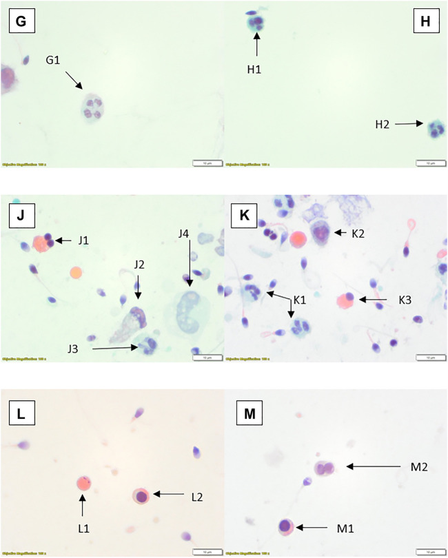 FIGURE 3