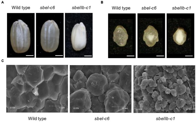 FIGURE 3