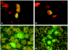 FIG. 2.