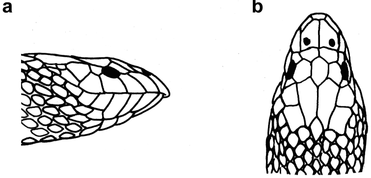 Figure 23.