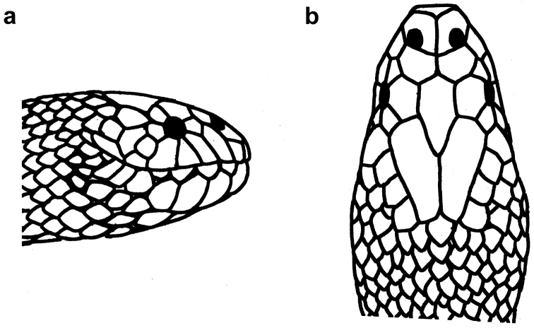 Figure 21.