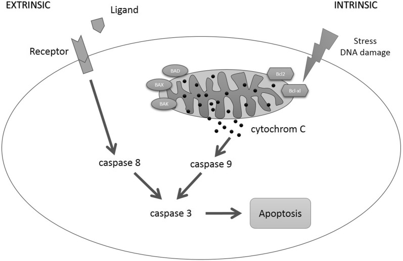 Fig. 1