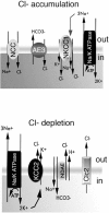 Fig. (3) Schematic depiction of selected proteins involved in the regulation of Cl- homeostasis.